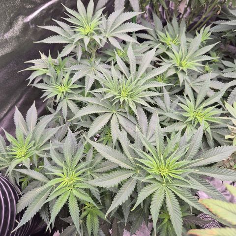 Tangerine dream 🌴 (60-65bt)  growlog timeline photo