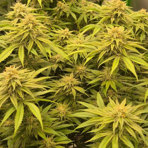 WTF- Königin Mimosa evo 👑👑👑 (65-70bt) growlog timeline photo