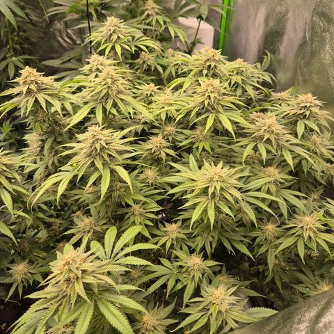WTF- Königin Mimosa evo 👑👑👑 (65-70bt) growlog timeline photo