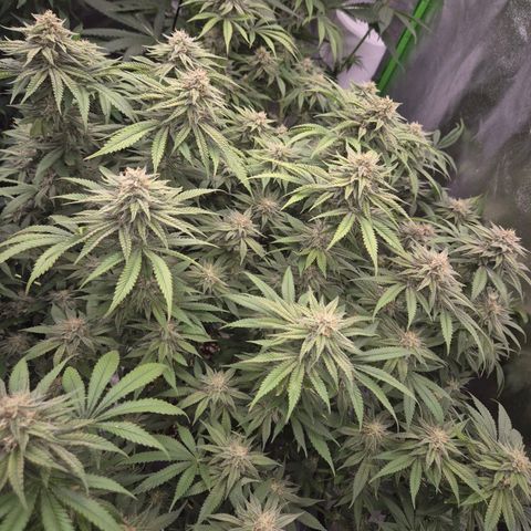 WTF- Königin Mimosa evo 👑👑👑 (65-70bt) growlog timeline photo