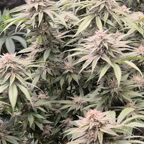 WTF- Königin Mimosa evo 👑👑👑 (65-70bt) growlog timeline photo