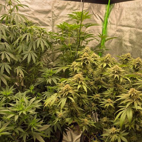 ICE 💚🧊 (63-70bt) growlog timeline photo