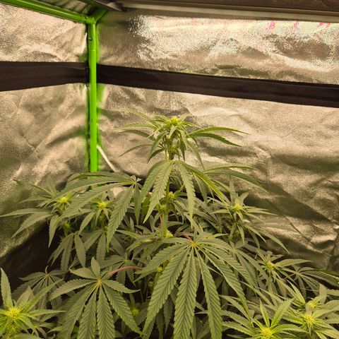 Ice cream cake 🍰 & permanent marker🖊(65-73bt) growlog timeline photo