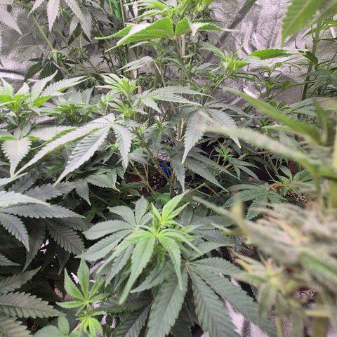 Mimosa evo stecki  🍊🍋🍍 (65-70bt) growlog timeline photo