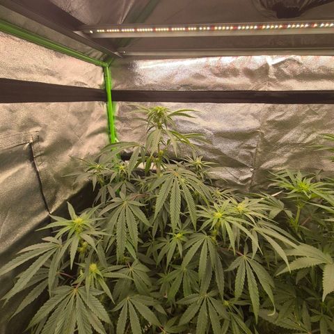 Tangerine dream 🌴 (60-65bt)  growlog timeline photo