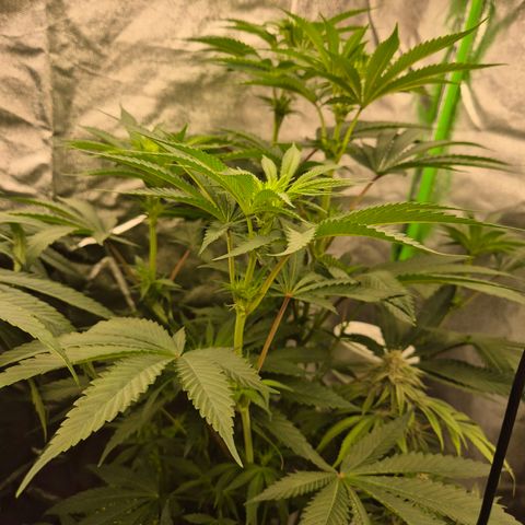 ICE 💚🧊 (63-70bt) growlog timeline photo