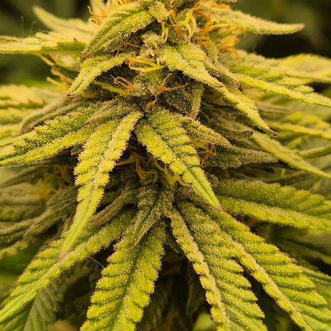 WTF- Königin Mimosa evo 👑👑👑 (65-70bt) growlog timeline photo
