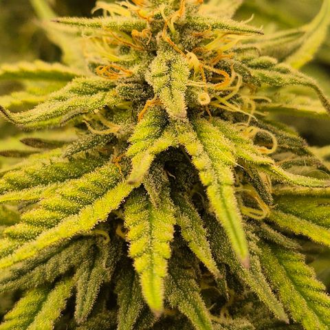 WTF- Königin Mimosa evo 👑👑👑 (65-70bt) growlog timeline photo