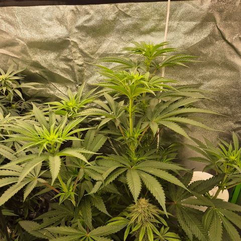 ICE 💚🧊 (63-70bt) growlog timeline photo