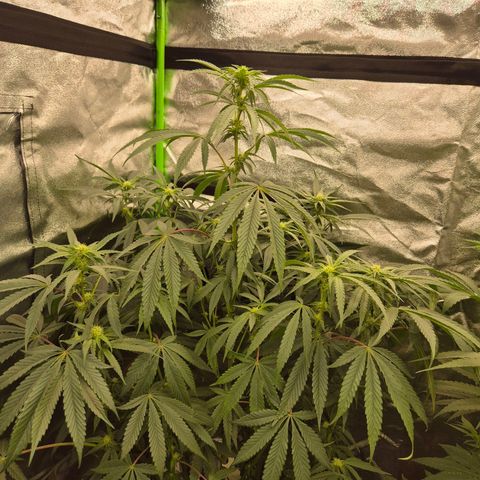 Tangerine dream 🌴 (60-65bt)  growlog timeline photo