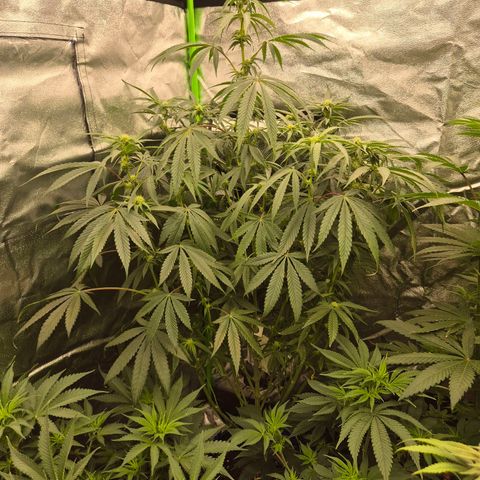Ice cream cake 🍰 & permanent marker🖊(65-73bt) growlog timeline photo