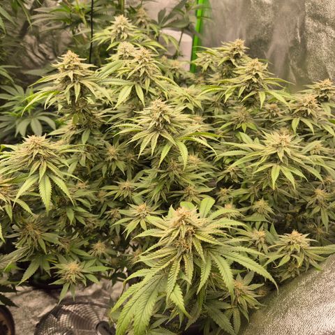 WTF- Königin Mimosa evo 👑👑👑 (65-70bt) growlog timeline photo