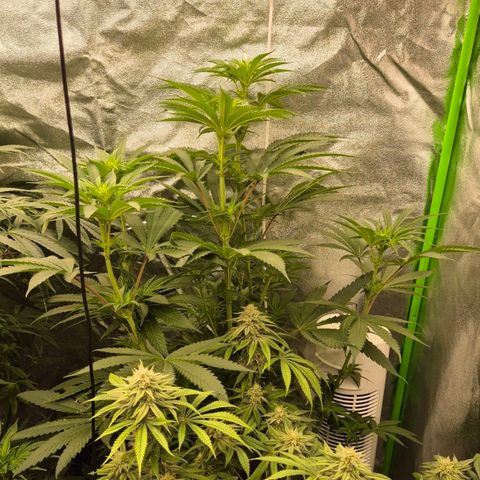 ICE 💚🧊 (63-70bt) growlog timeline photo