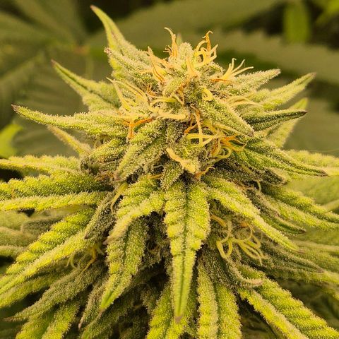 WTF- Königin Mimosa evo 👑👑👑 (65-70bt) growlog timeline photo