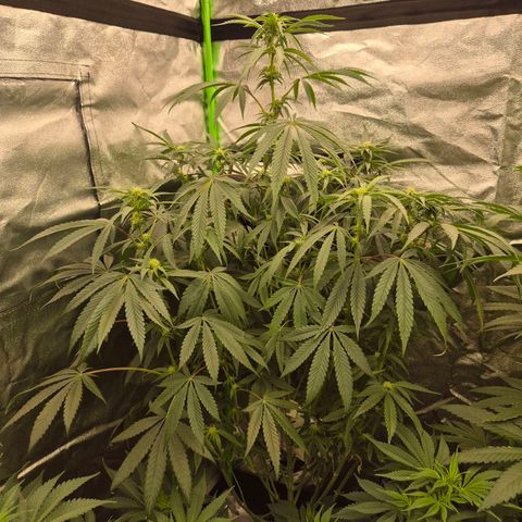Ice cream cake 🍰 & permanent marker🖊(65-73bt) growlog timeline photo