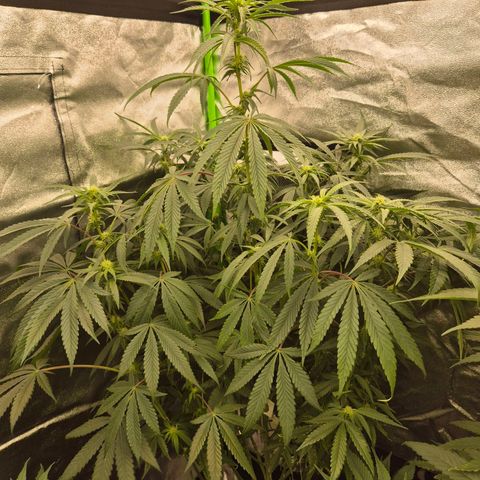 Tangerine dream 🌴 (60-65bt)  growlog timeline photo