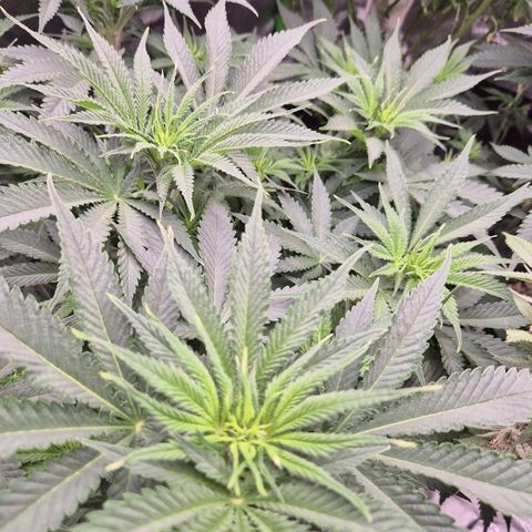 Tangerine dream 🌴 (60-65bt)  growlog timeline photo
