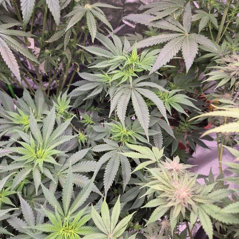 Mimosa evo stecki  🍊🍋🍍 (65-70bt) growlog timeline photo