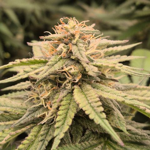 WTF- Königin Mimosa evo 👑👑👑 (65-70bt) growlog timeline photo