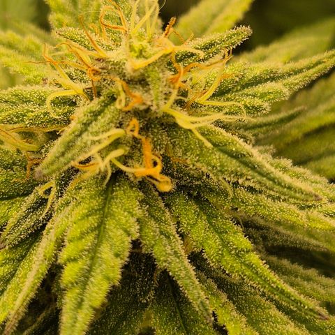 WTF- Königin Mimosa evo 👑👑👑 (65-70bt) growlog timeline photo