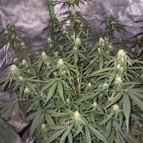 LSD auto (63-70 Tage ab Keimung) growlog timeline photo