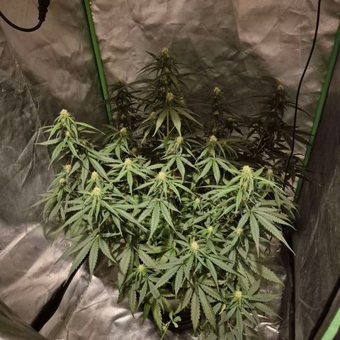 LSD auto (63-70 Tage ab Keimung) growlog timeline photo