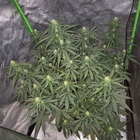 LSD auto (63-70 Tage ab Keimung) growlog timeline photo