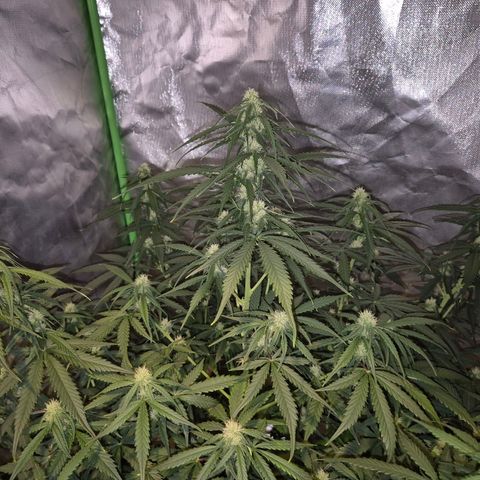 LSD auto (63-70 Tage ab Keimung) growlog timeline photo