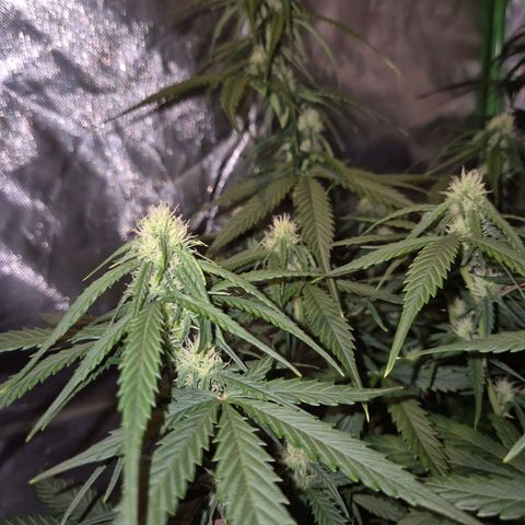 LSD auto (63-70 Tage ab Keimung) growlog timeline photo