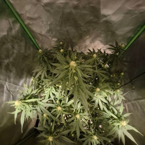 LSD auto (63-70 Tage ab Keimung) growlog timeline photo