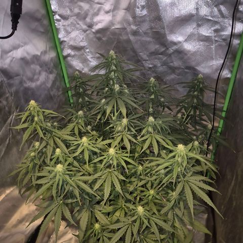 LSD auto (63-70 Tage ab Keimung) growlog timeline photo