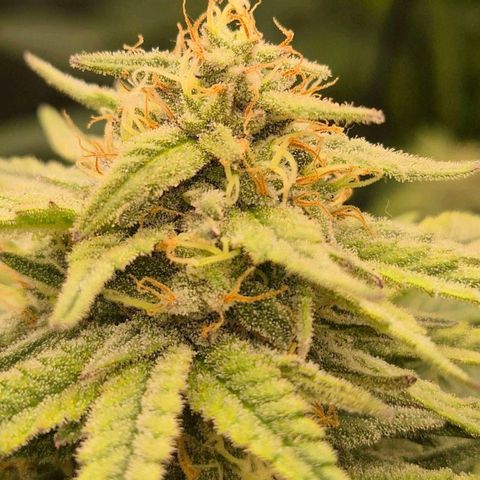 WTF- Königin Mimosa evo 👑👑👑 (65-70bt) growlog timeline photo