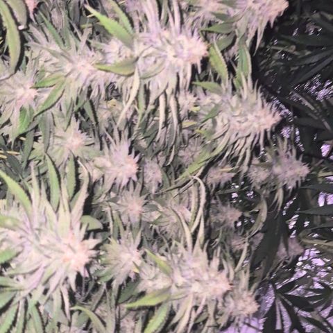 WTF- Königin Mimosa evo 👑👑👑 (65-70bt) growlog timeline photo
