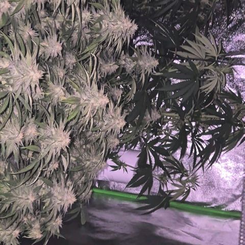 WTF- Königin Mimosa evo 👑👑👑 (65-70bt) growlog timeline photo