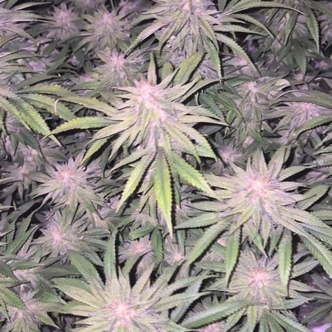 WTF- Königin Mimosa evo 👑👑👑 (65-70bt) growlog timeline photo