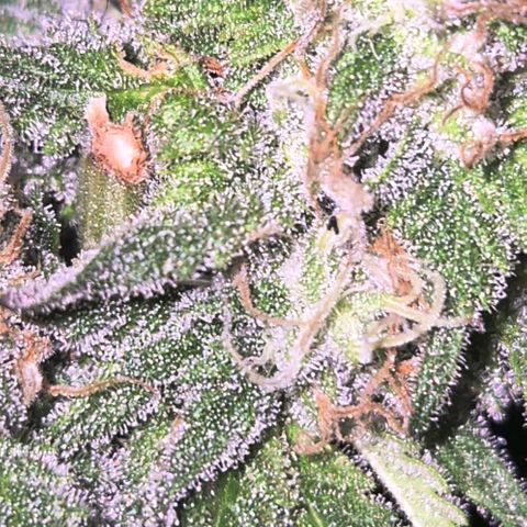 WTF- Königin Mimosa evo 👑👑👑 (65-70bt) growlog timeline photo