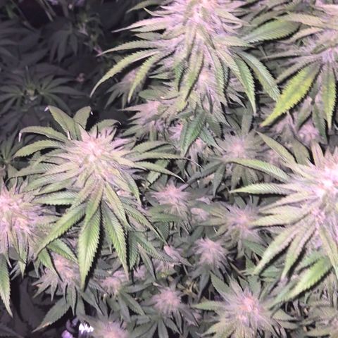 WTF- Königin Mimosa evo 👑👑👑 (65-70bt) growlog timeline photo