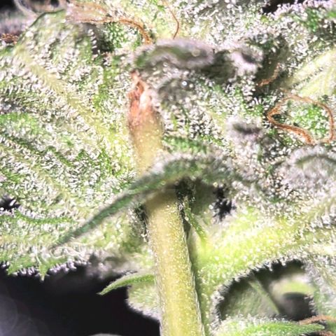 WTF- Königin Mimosa evo 👑👑👑 (65-70bt) growlog timeline photo