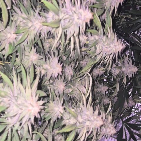 WTF- Königin Mimosa evo 👑👑👑 (65-70bt) growlog timeline photo