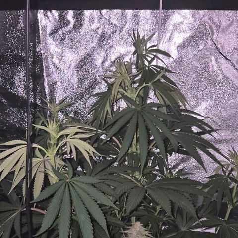 ICE 💚🧊 (63-70bt) growlog timeline photo