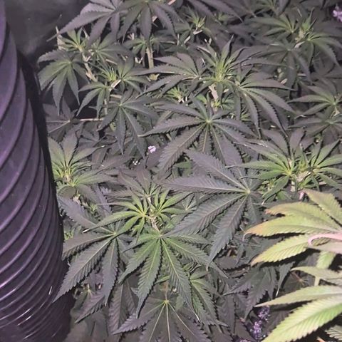 Tangerine dream 🌴 (60-65bt)  growlog timeline photo