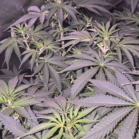 Tangerine dream 🌴 (60-65bt)  growlog timeline photo