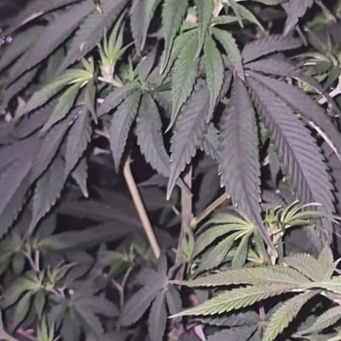 Mimosa evo stecki  🍊🍋🍍 (65-70bt) growlog timeline photo