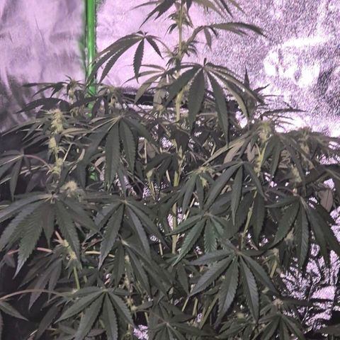 Ice cream cake 🍰 & permanent marker🖊(65-73bt) growlog timeline photo