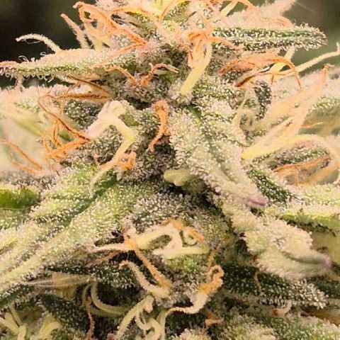 WTF- Königin Mimosa evo 👑👑👑 (65-70bt) growlog timeline photo