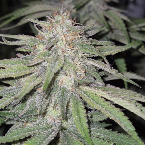 WTF- Königin Mimosa evo 👑👑👑 (65-70bt) growlog timeline photo