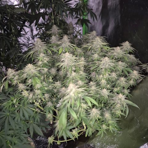 WTF- Königin Mimosa evo 👑👑👑 (65-70bt) growlog timeline photo