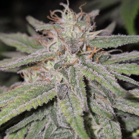 WTF- Königin Mimosa evo 👑👑👑 (65-70bt) growlog timeline photo