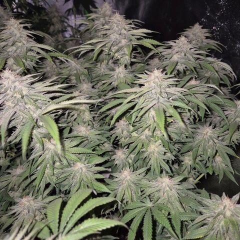 WTF- Königin Mimosa evo 👑👑👑 (65-70bt) growlog timeline photo