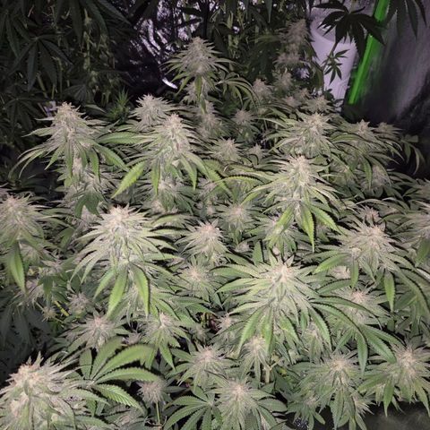 WTF- Königin Mimosa evo 👑👑👑 (65-70bt) growlog timeline photo